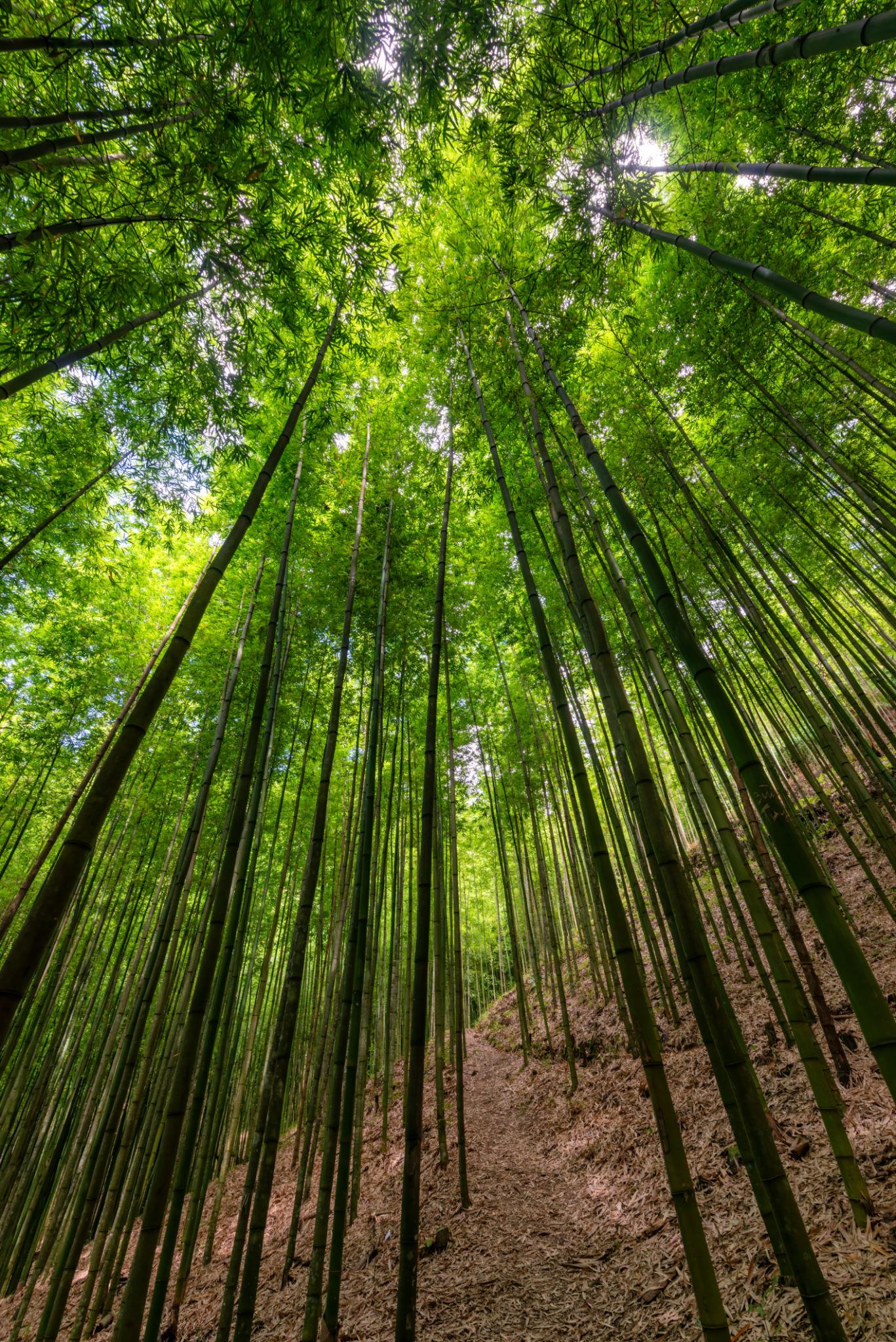 Bamboo Forest